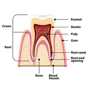Figsdental logo